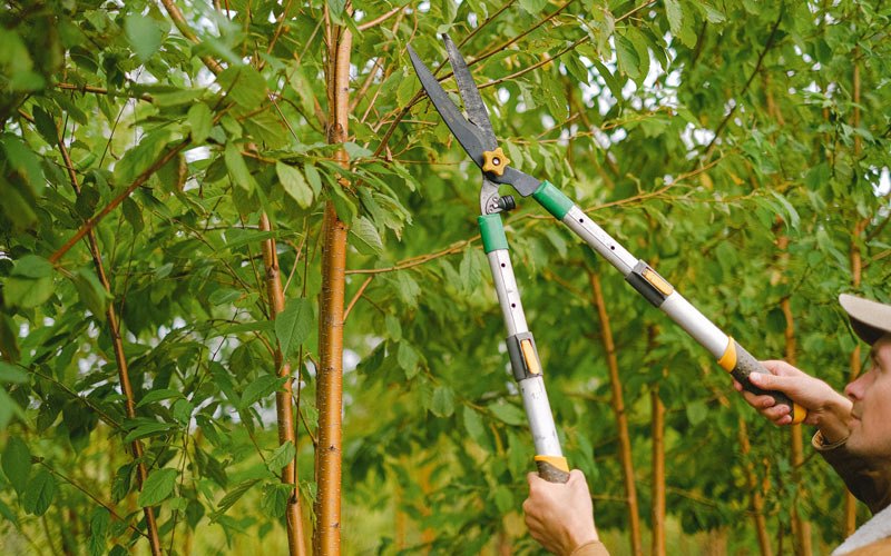 Tree trimming in Baraga, MI